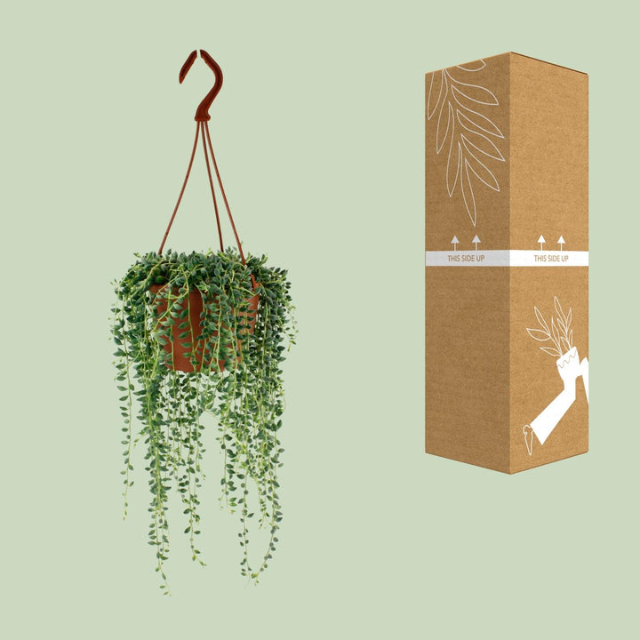 Senecio Herreianus - Ø12cm - 20cm - Sukkulente Hängepflanze