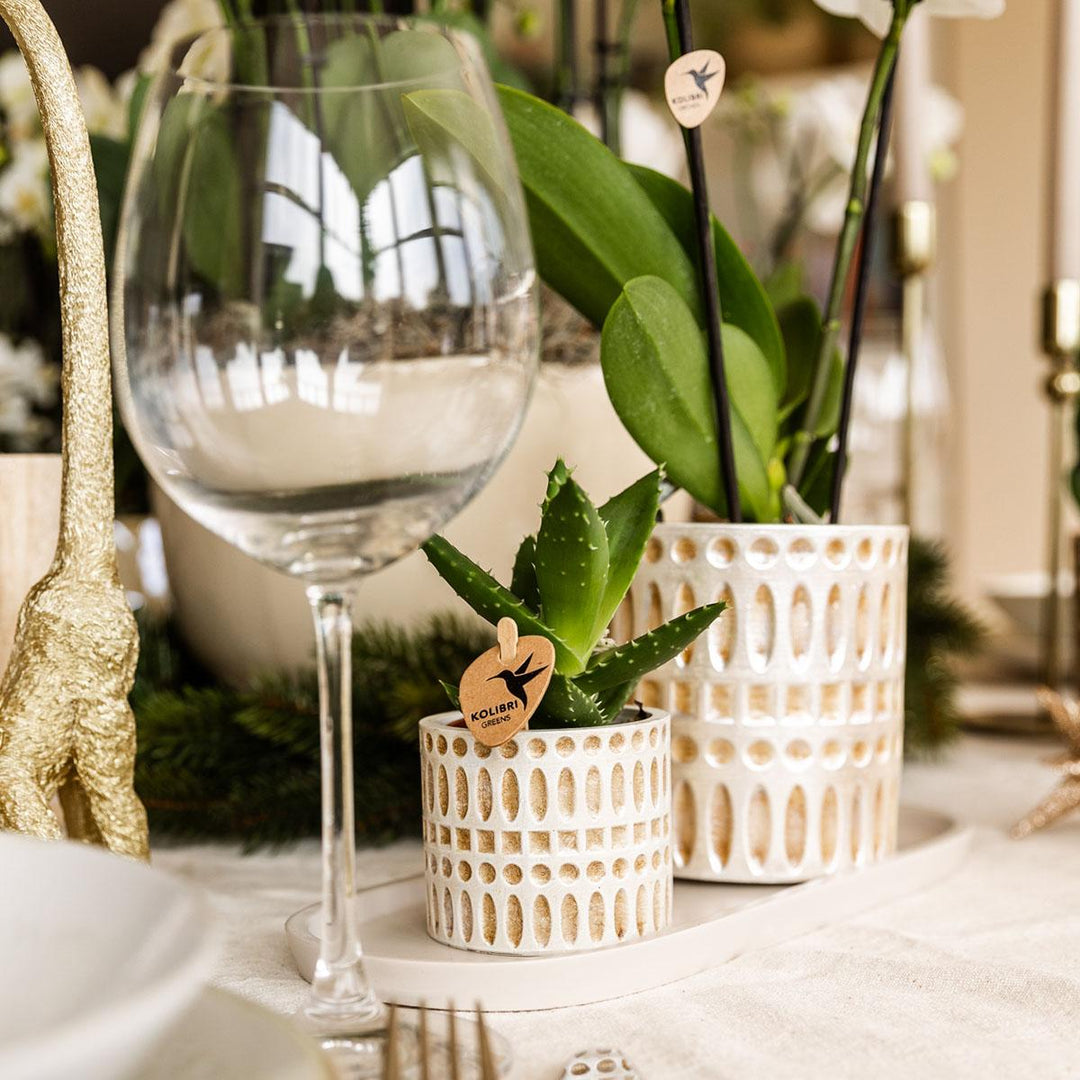 Pflanzenset Le Chic klein | Weiße Phalaenopsis Orchidee Amabilis und