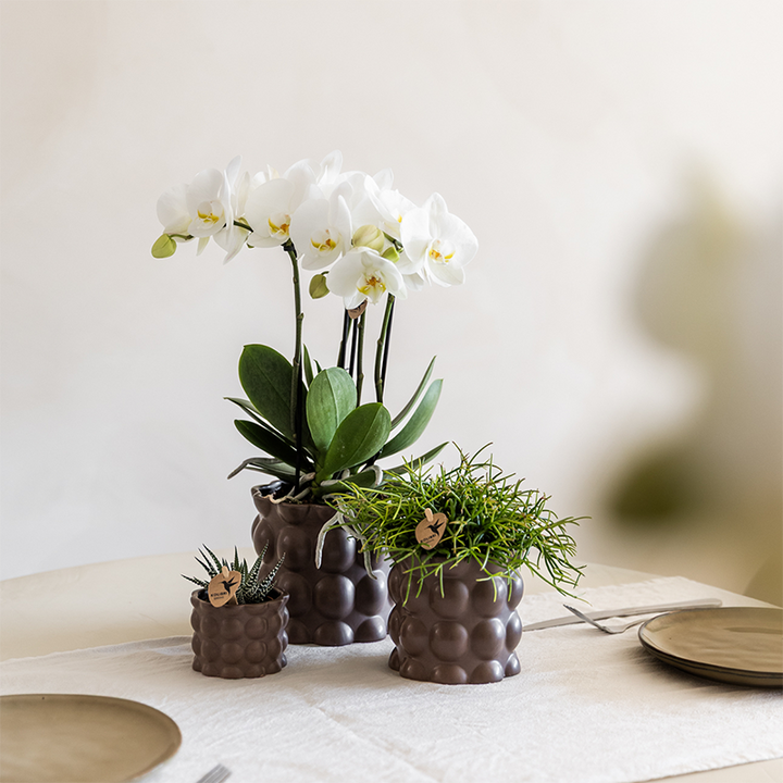 Plantenset Cotton bruin | Groene planten met witte Phalaenopsis orchidee Ghent