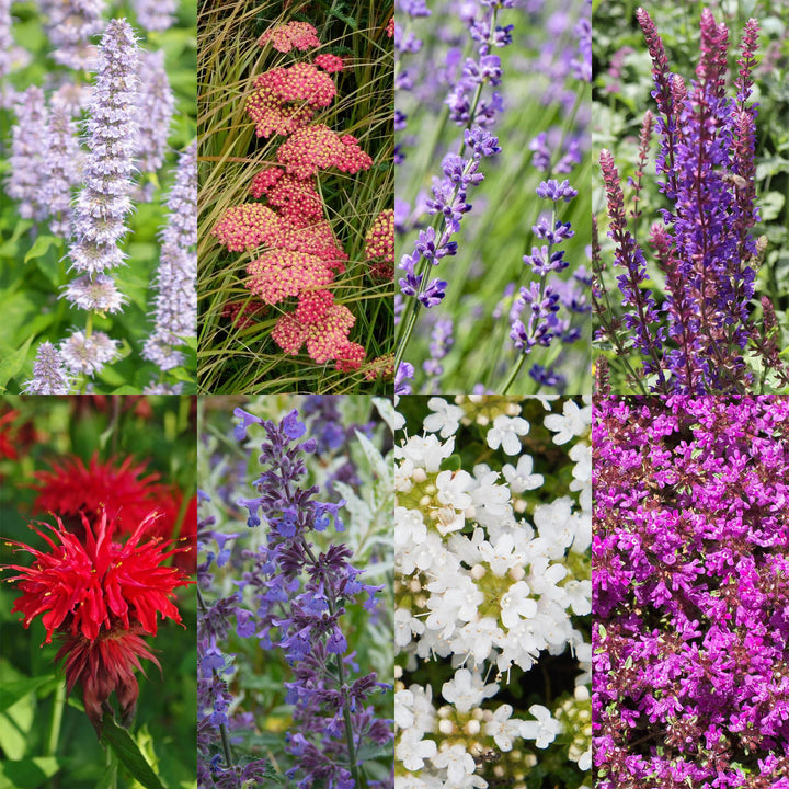 Platebande prête à planter - Parfumée