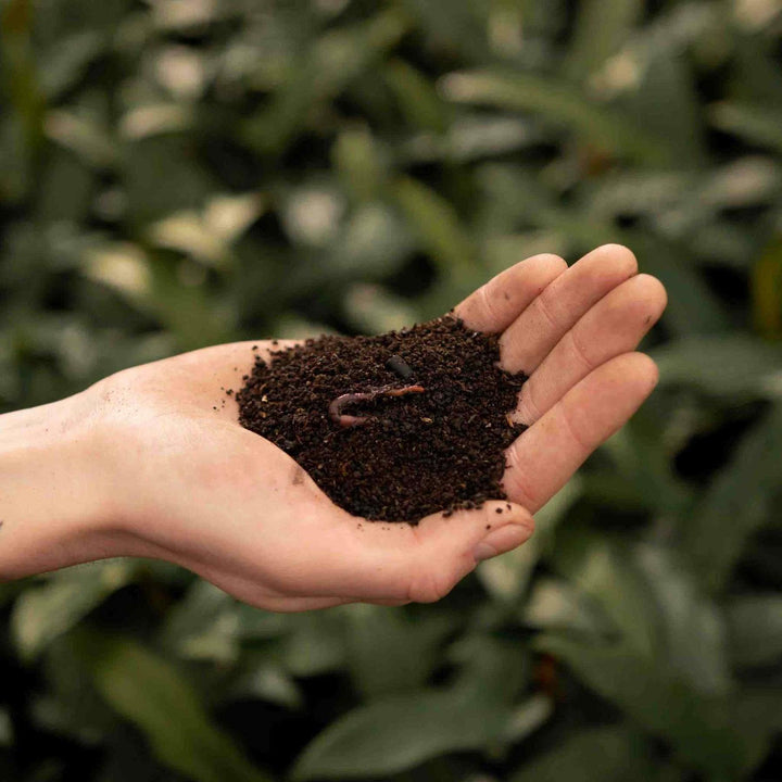 Wormenmest 3L - Plantenverzorging - Kamerplant Kopen
