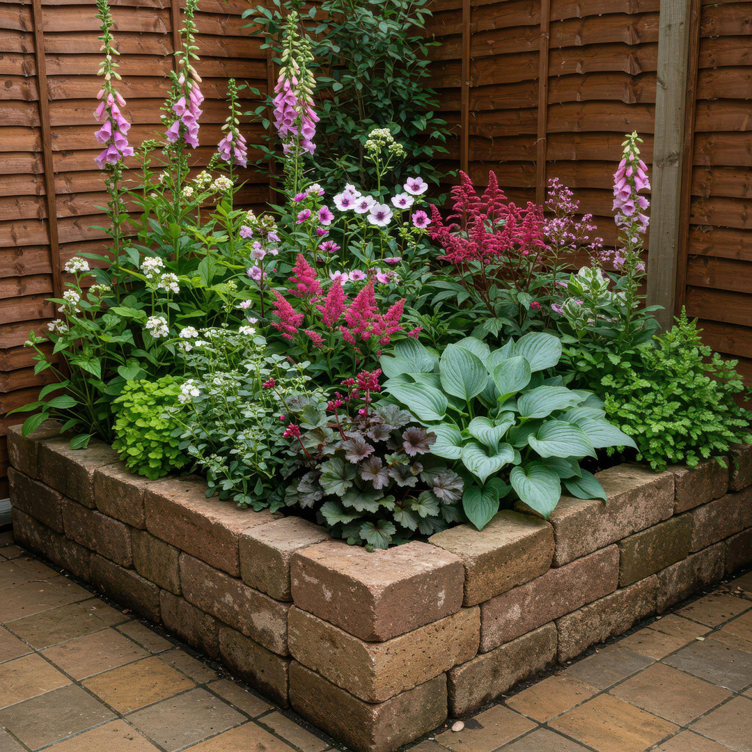 Kit de plantes pour bordure de fleurs - ombre
