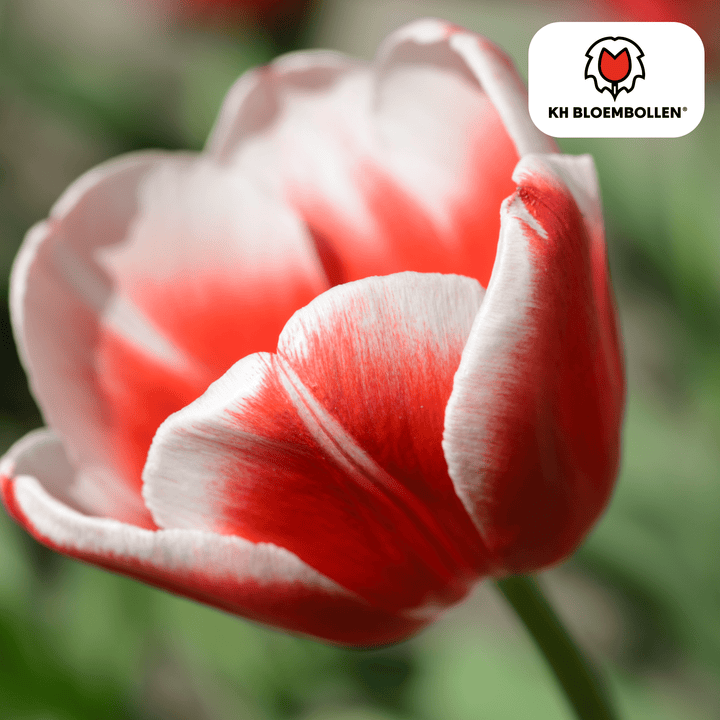 Tulpenzwiebeln Candy Apple Delight - 20 Stück - Ziertopf Zimmerpflanze