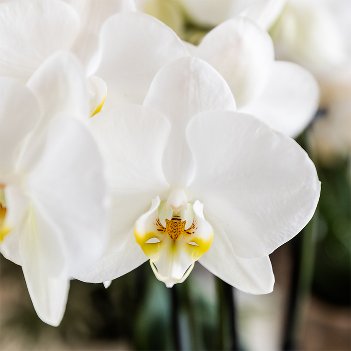 Plantenset Cotton bruin | Groene planten met witte Phalaenopsis orchidee Ghent