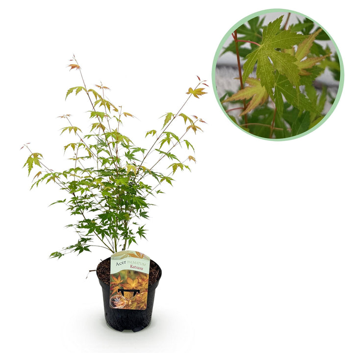 Japanischer Ahorn Katsura - Orange - 70cm - Acer Palmatum Außen