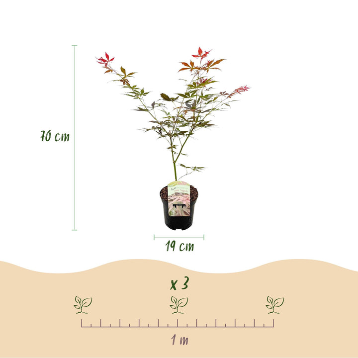 Érable japonais Sumi-nagashi - Rouge - 70cm - Acer Palmatum Extérieur