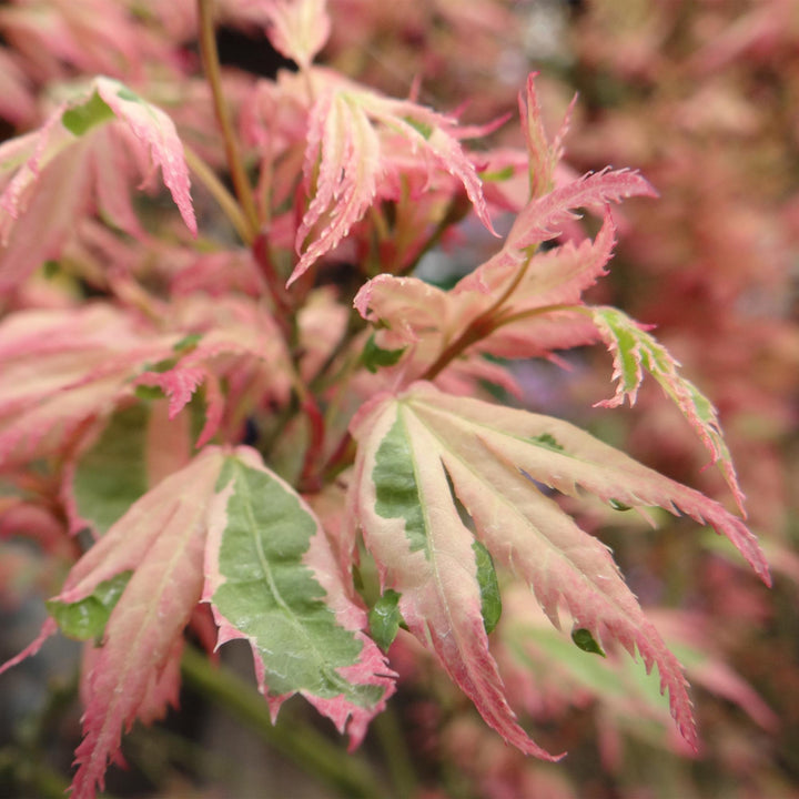 Japanischer Ahorn Lyoshi - Rosa - 70cm - Acer Palmatum Outdoor