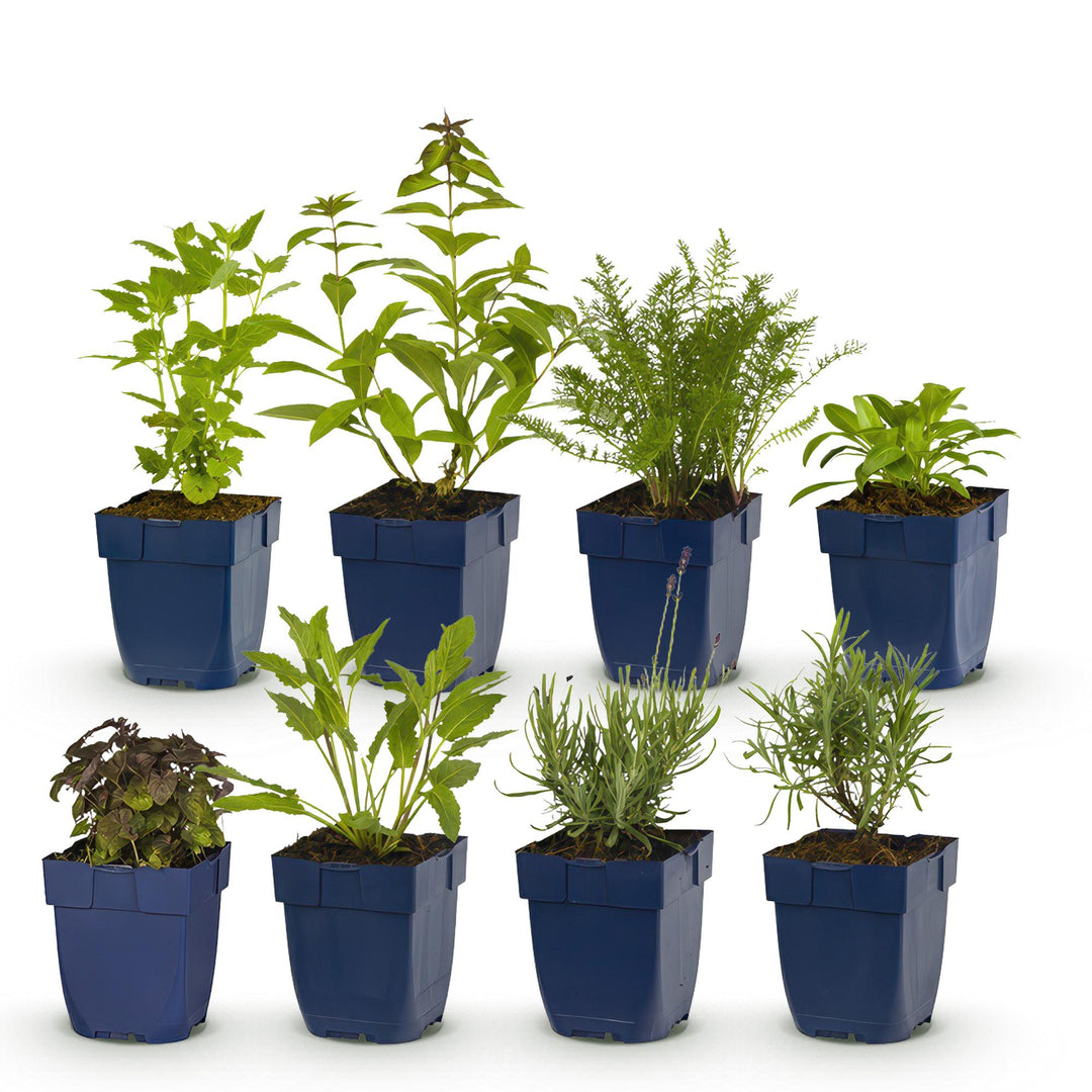 Platebande prête à planter - Parfumée