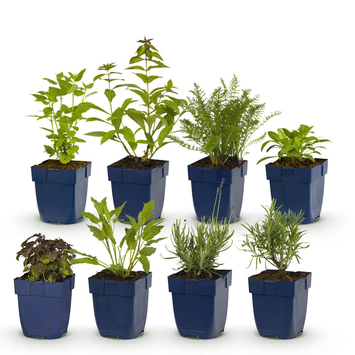 Platebande prête à planter - Parfumée