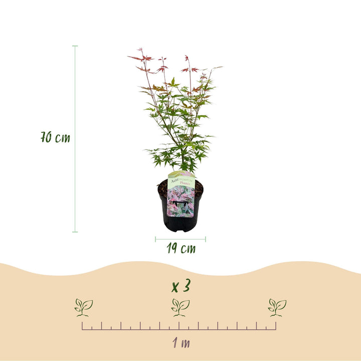 Érable japonais Phoenix - Rose - 70 cm - Dattier | Acheter
