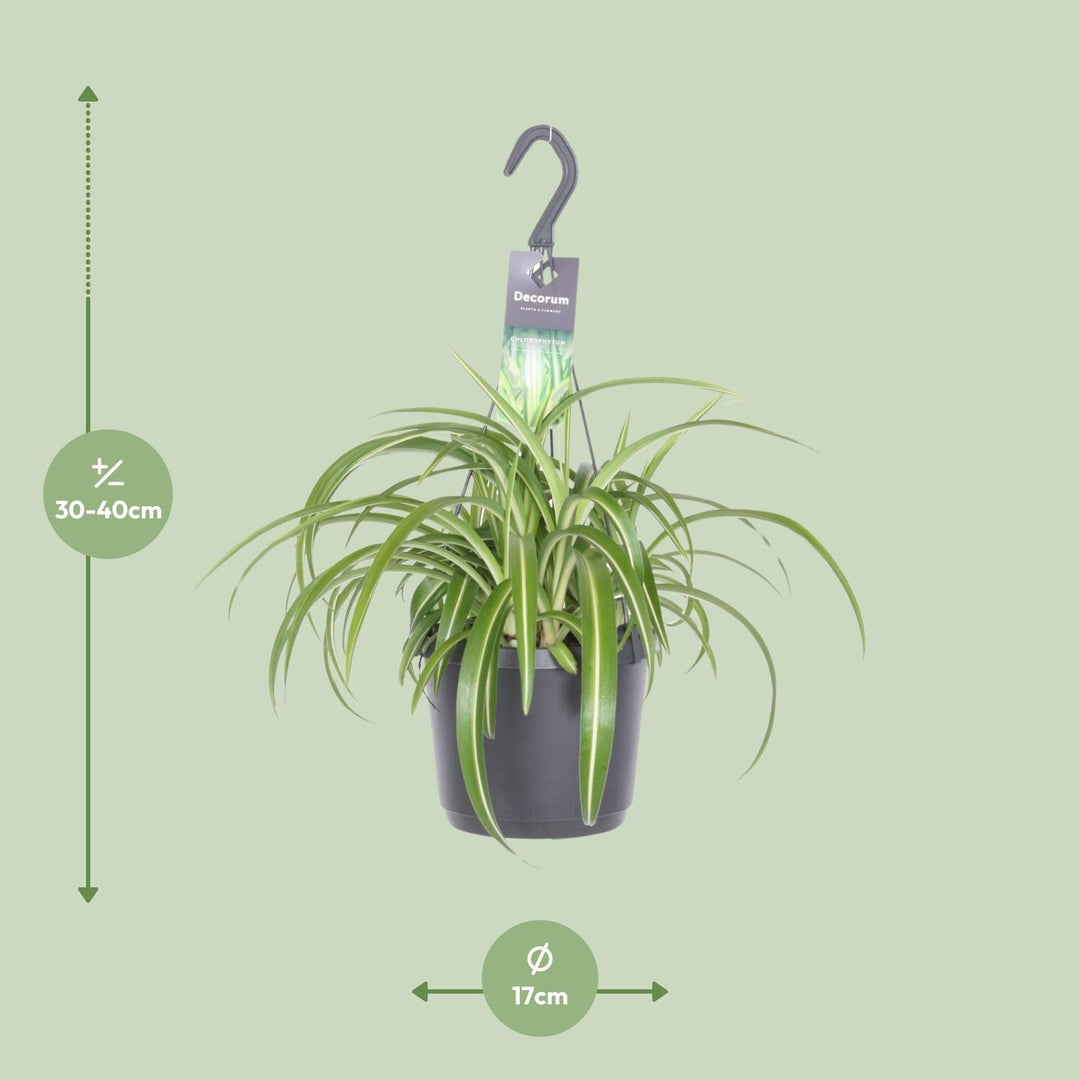 Graslelie Chlorophytum Comosum Bonnie – Ø17cm | Hangplant