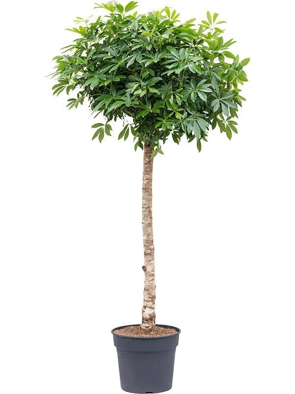 Schefflera op stam - 200cm - ø40 - Vingerplant Kamerplant