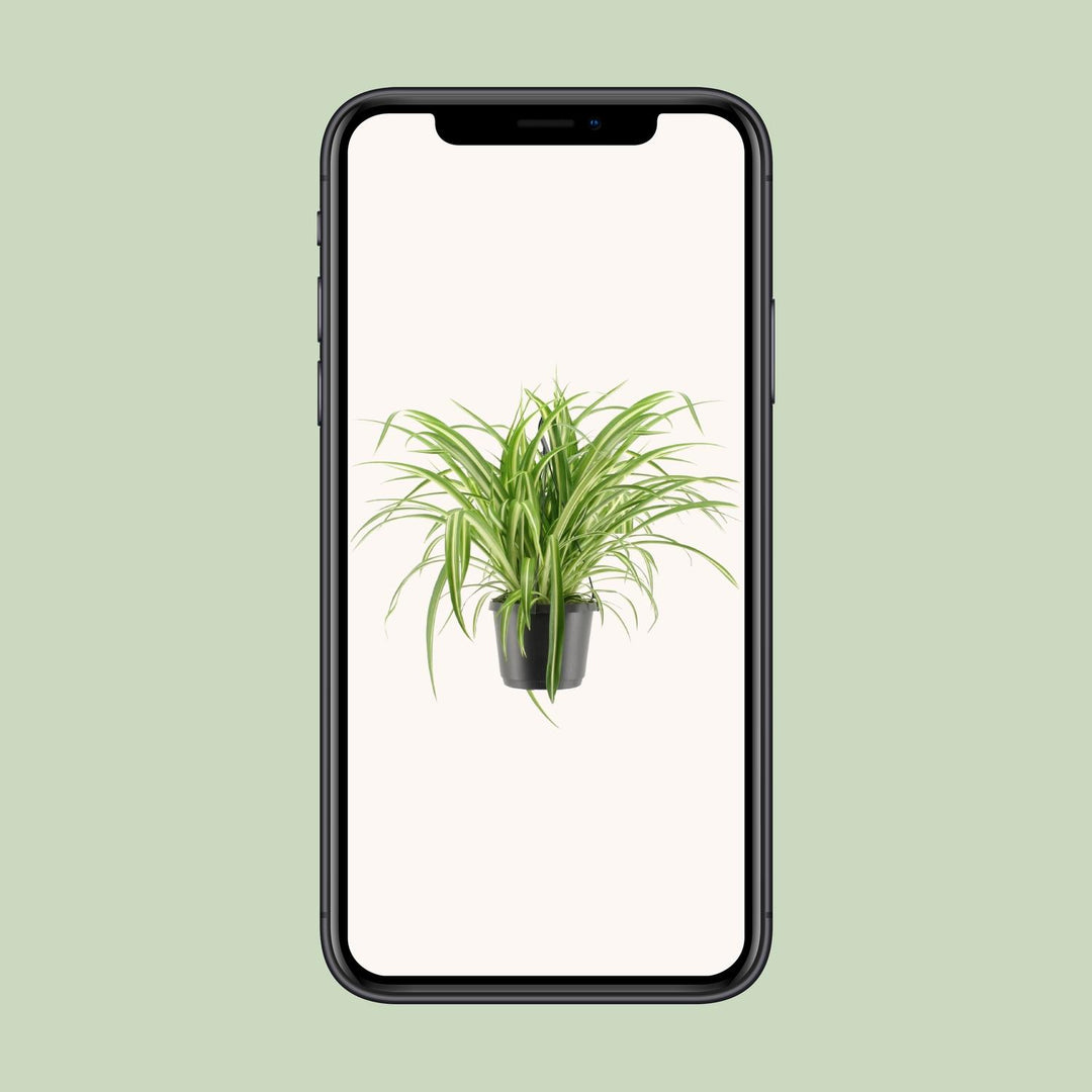 Grünlilie Chlorophytum Comosum Variegatum – Ø17cm
