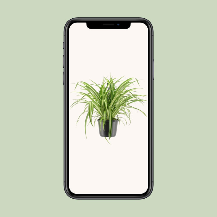 Grünlilie Chlorophytum Comosum Variegatum – Ø17cm