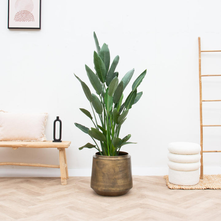 Topf Indigo Vintage Gold - D58 x H51 - Blumentopf Zimmerpflanze