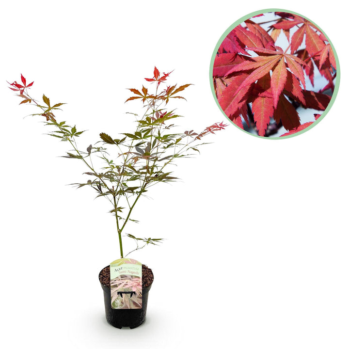 Érable japonais Sumi-nagashi - Rouge - 70cm - Acer Palmatum Extérieur