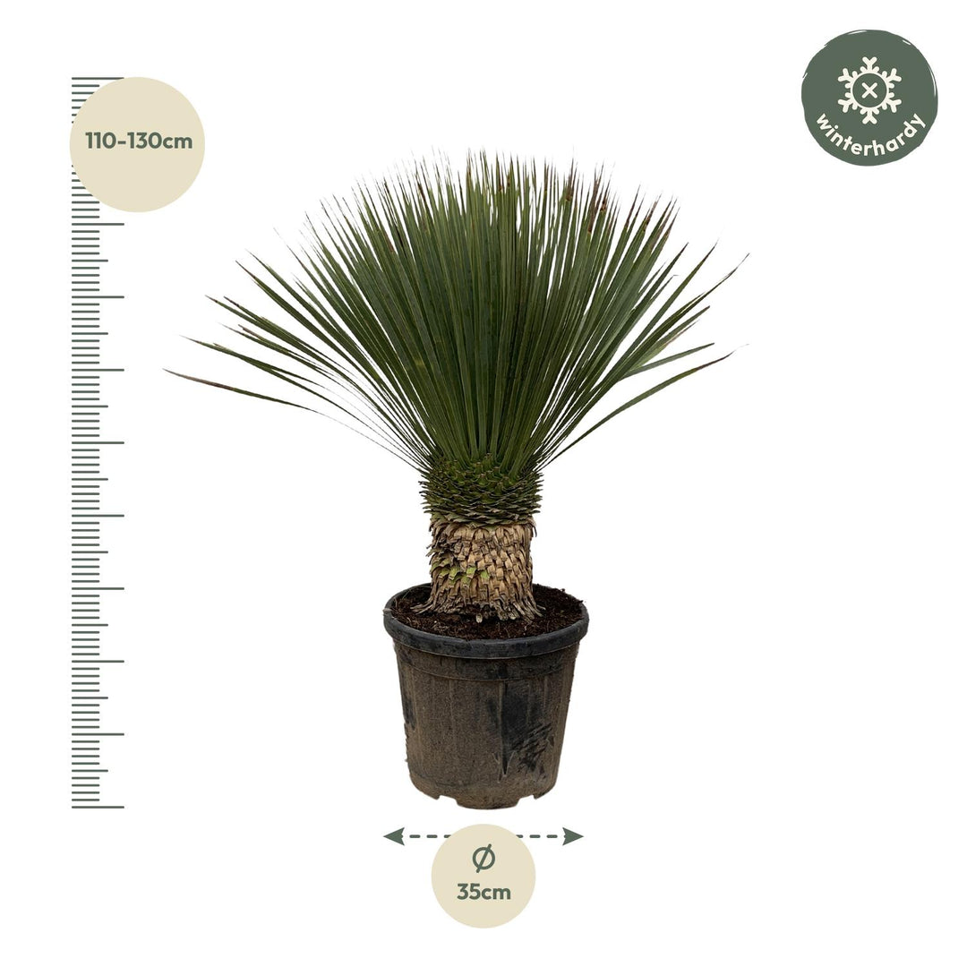 Yucca Rostrata - 100cm - Ø38 - Yucca bleu d'extérieur