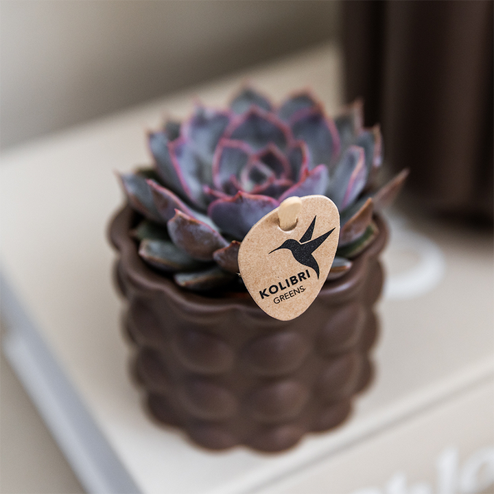 Plantenset Cotton bruin | Groene planten met witte Phalaenopsis orchidee Ghent