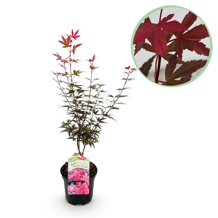 Érable japonais Skeetsers Broom - Violet - 70cm - Acer Palmatum Extérieur