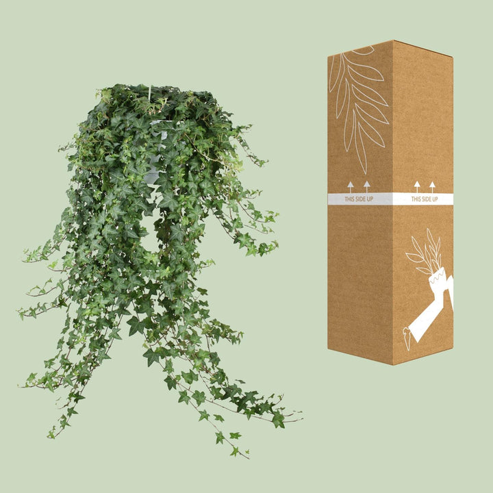Hedera Helix Pitsburg - Hang/XXL - Ø24cm - 70cm - Klimop
