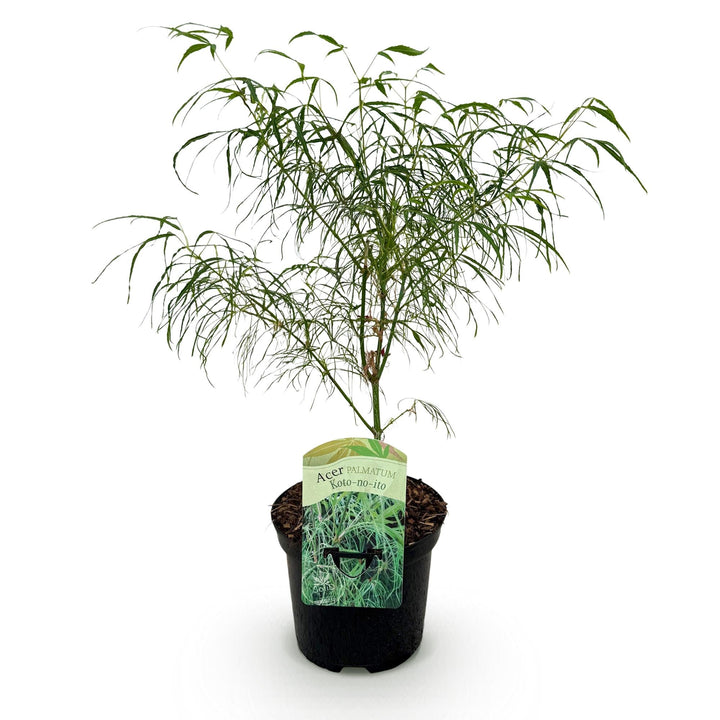 Japanse Esdoorn Koto-no-ito - Groen - 70cm - Acer Palmatum Buiten