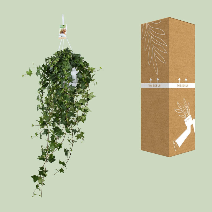 Lierre Hedera Helix Pitsburg - Suspension/XXL - Ø17cm - 90cm