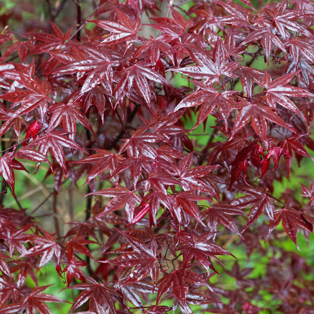 Érable japonais Bloodgood - Rouge - 70cm - Acer Palmatum Extérieur