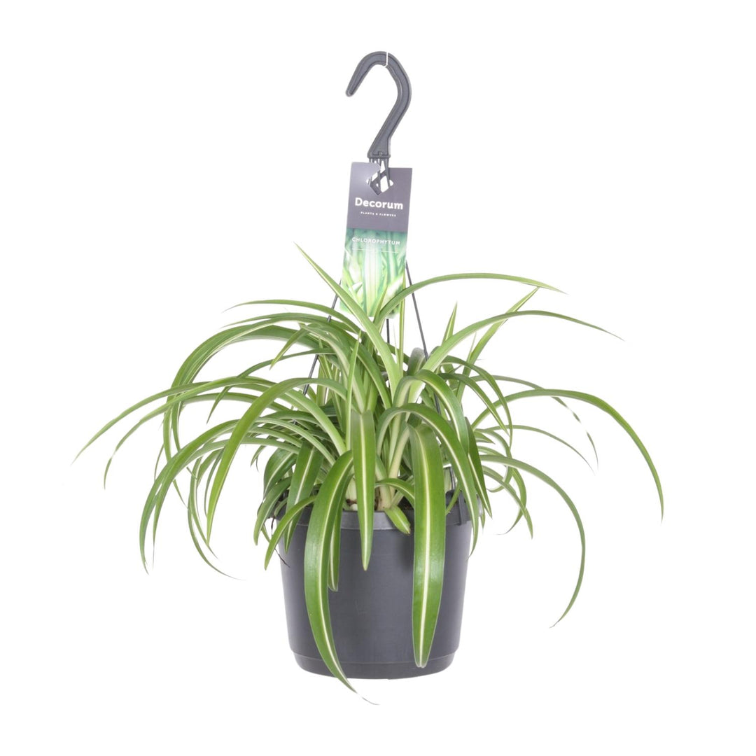 Graslelie Chlorophytum Comosum Bonnie – Ø17cm | Hangplant