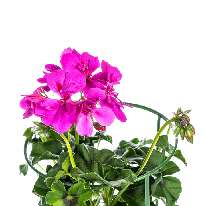 Pelargonium peltatum Violet
