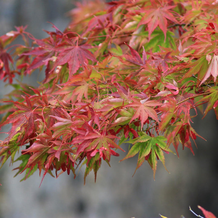 Érable japonais Beni Maiko - Rouge - 70cm - Acer Palmatum Extérieur