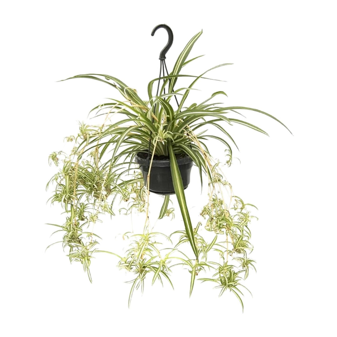 Graslelie Chlorophytum Comosum Variegatum – Ø14cm | Spinnenplant