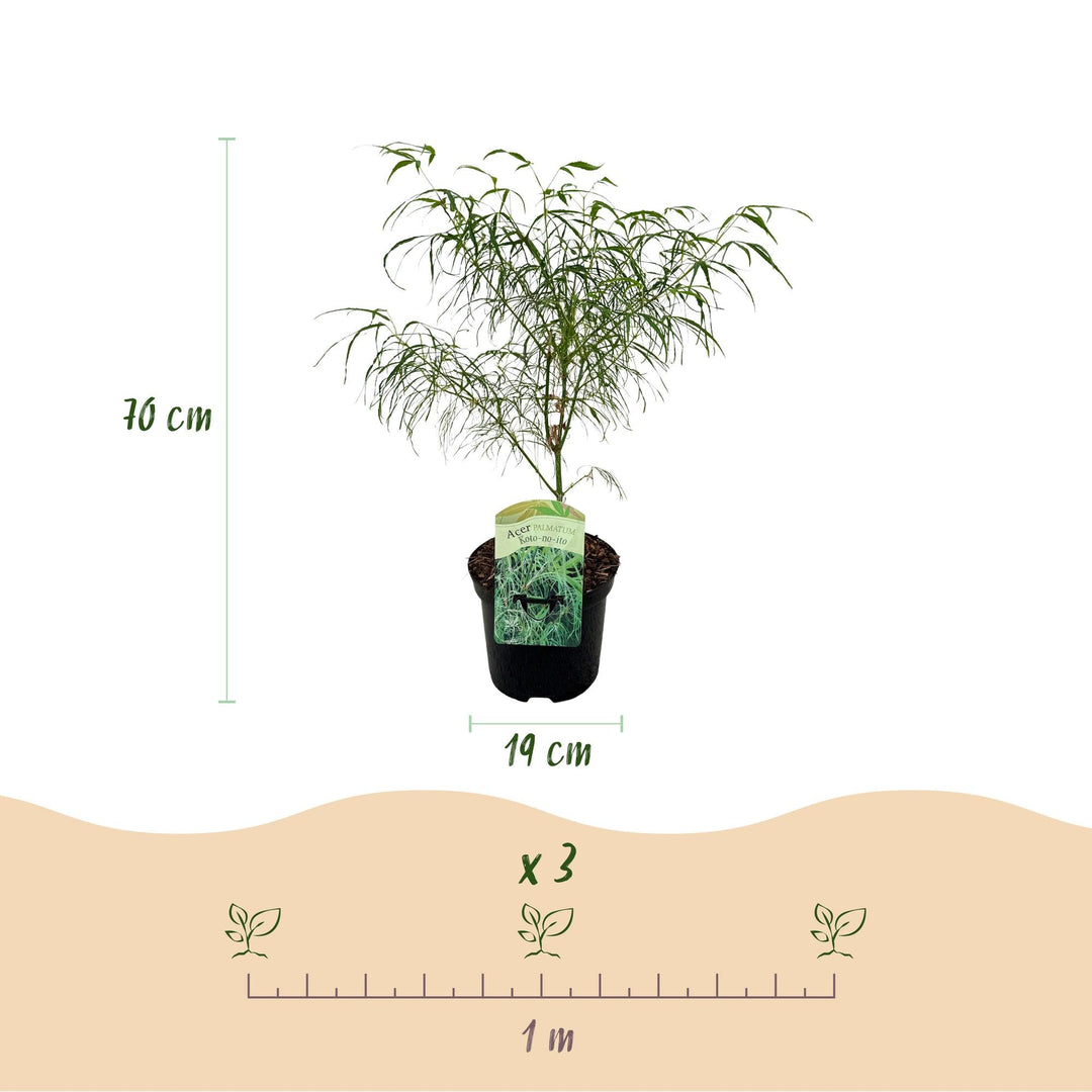 Japanse Esdoorn Koto-no-ito - Groen - 70cm - Acer Palmatum Buiten