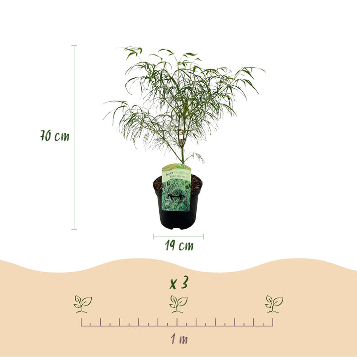 Japanse Esdoorn Koto-no-ito - Groen - 70cm - Acer Palmatum Buiten