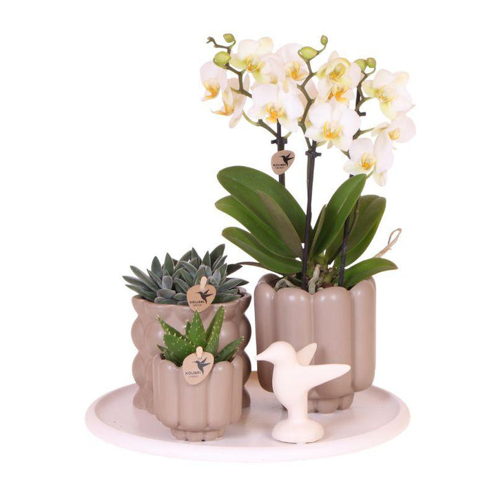 Orchidee-planten set (geleverd in keramieken potten)