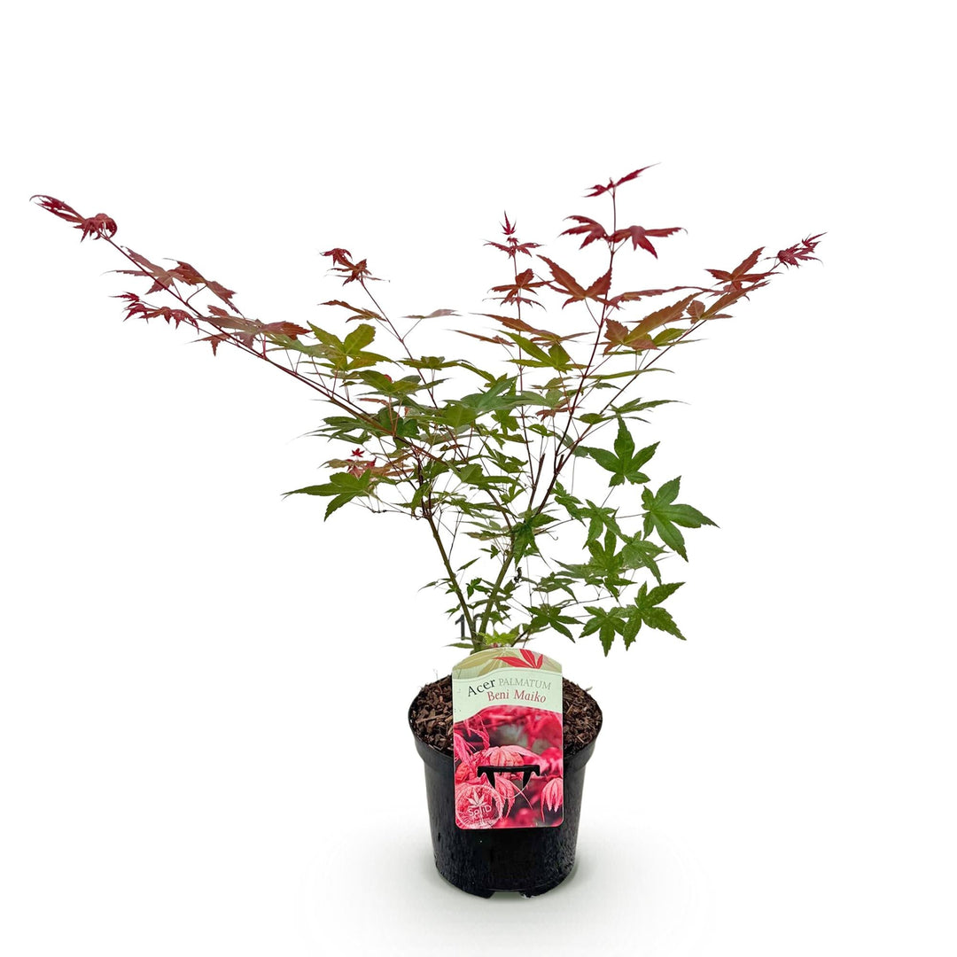 Érable japonais Beni Maiko - Rouge - 70cm - Acer Palmatum Extérieur