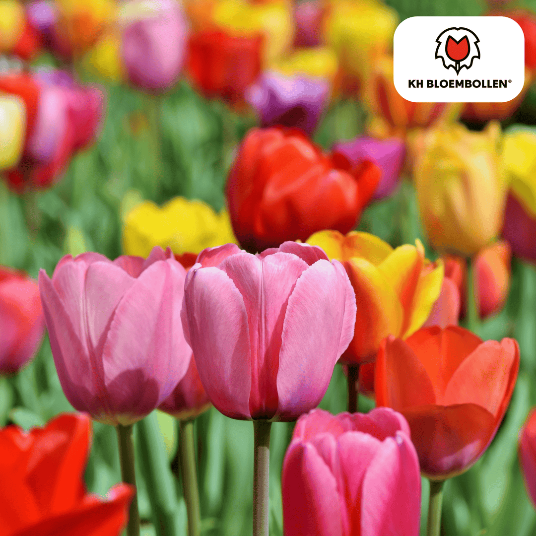 Tulpenzwiebeln farbenfrohe Mischung - 20 Stück - Blumenzwiebeln Garten