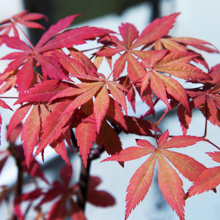 Érable japonais Sumi-nagashi - Rouge - 70cm - Acer Palmatum Extérieur