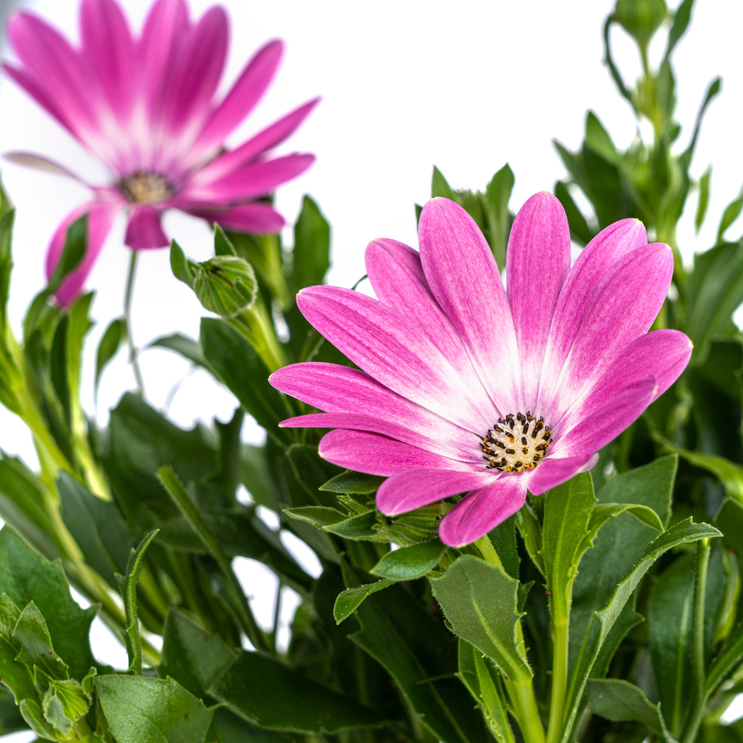 Osteospermum ecklonis Pink
