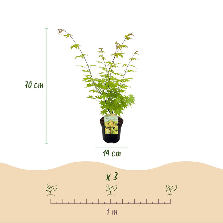 Japanse Esdoorn Summergold - Geel - 70cm - Acer Palmatum Buiten