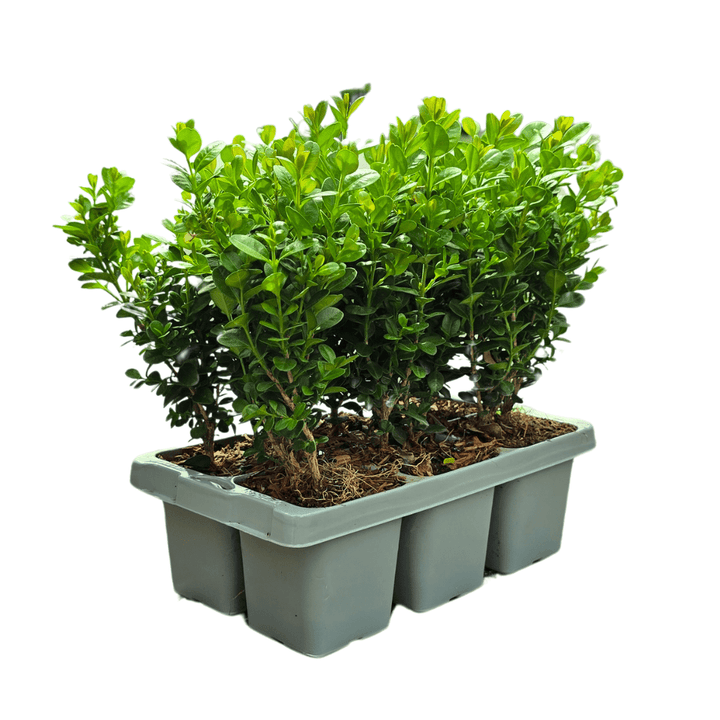 Buxus NewGen Freedom (kompakter Buchsbaum) – 15 cm – Palmbuchsbaum