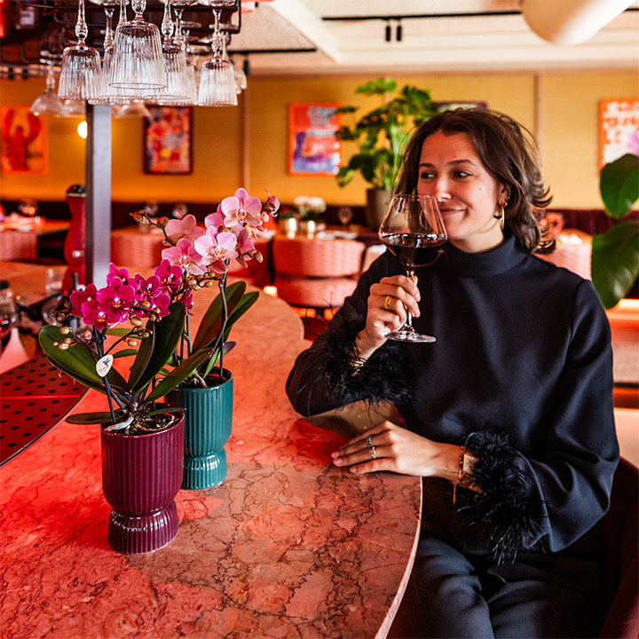 Paarse phalaenopsis orchidee