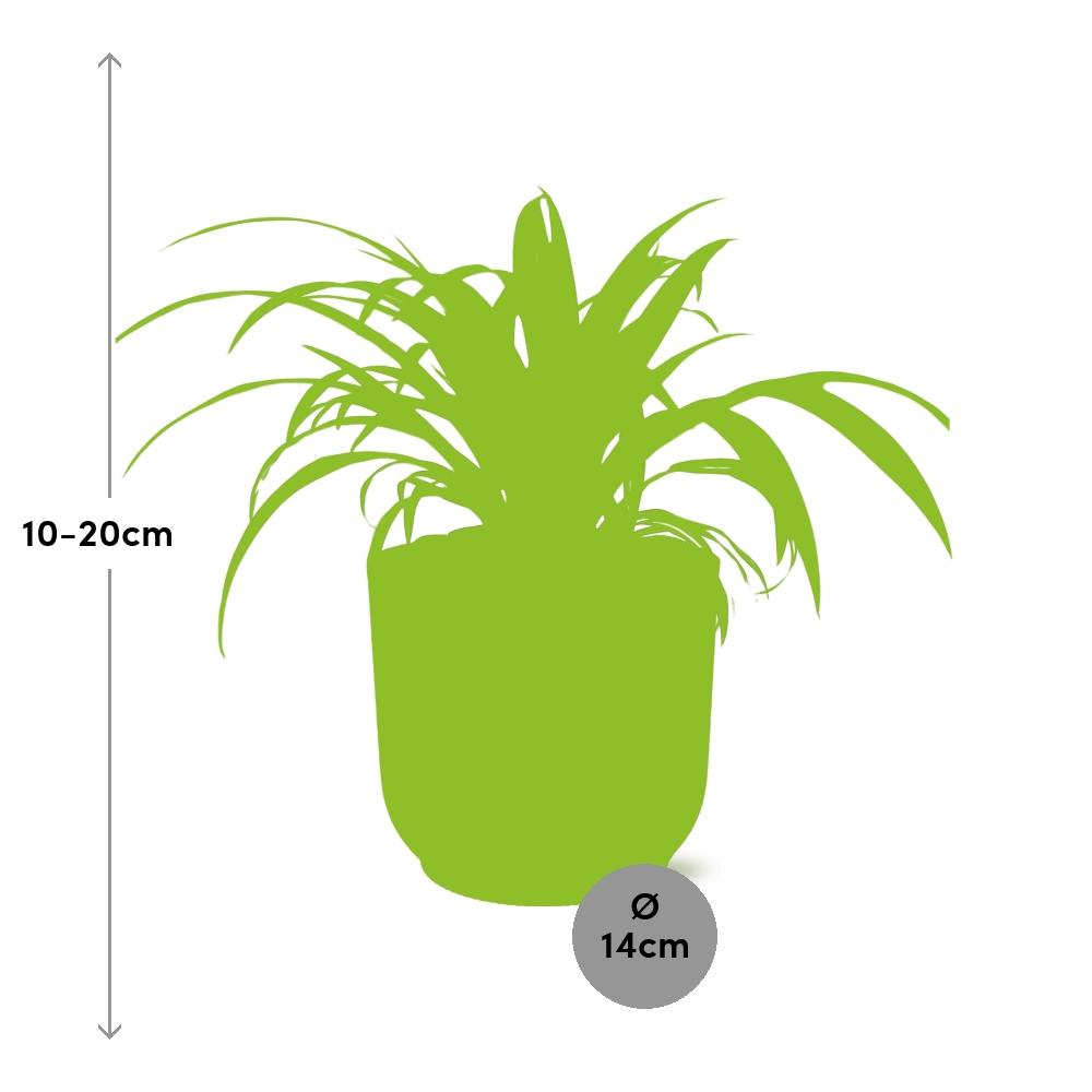 Graslelie Chlorophytum Comosum in ELHO Vibes Fold Roze – Ø14cm