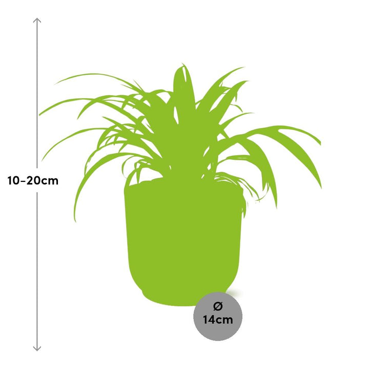 Graslelie Chlorophytum Comosum in ELHO Vibes Fold Roze – Ø14cm