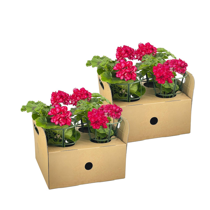 Pelargonium peltatum - Mexica Ruby