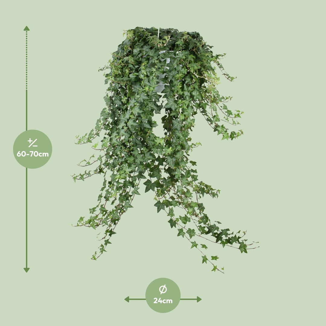 Hedera Helix Pitsburg - Hang/XXL - Ø24cm - 70cm - Klimop