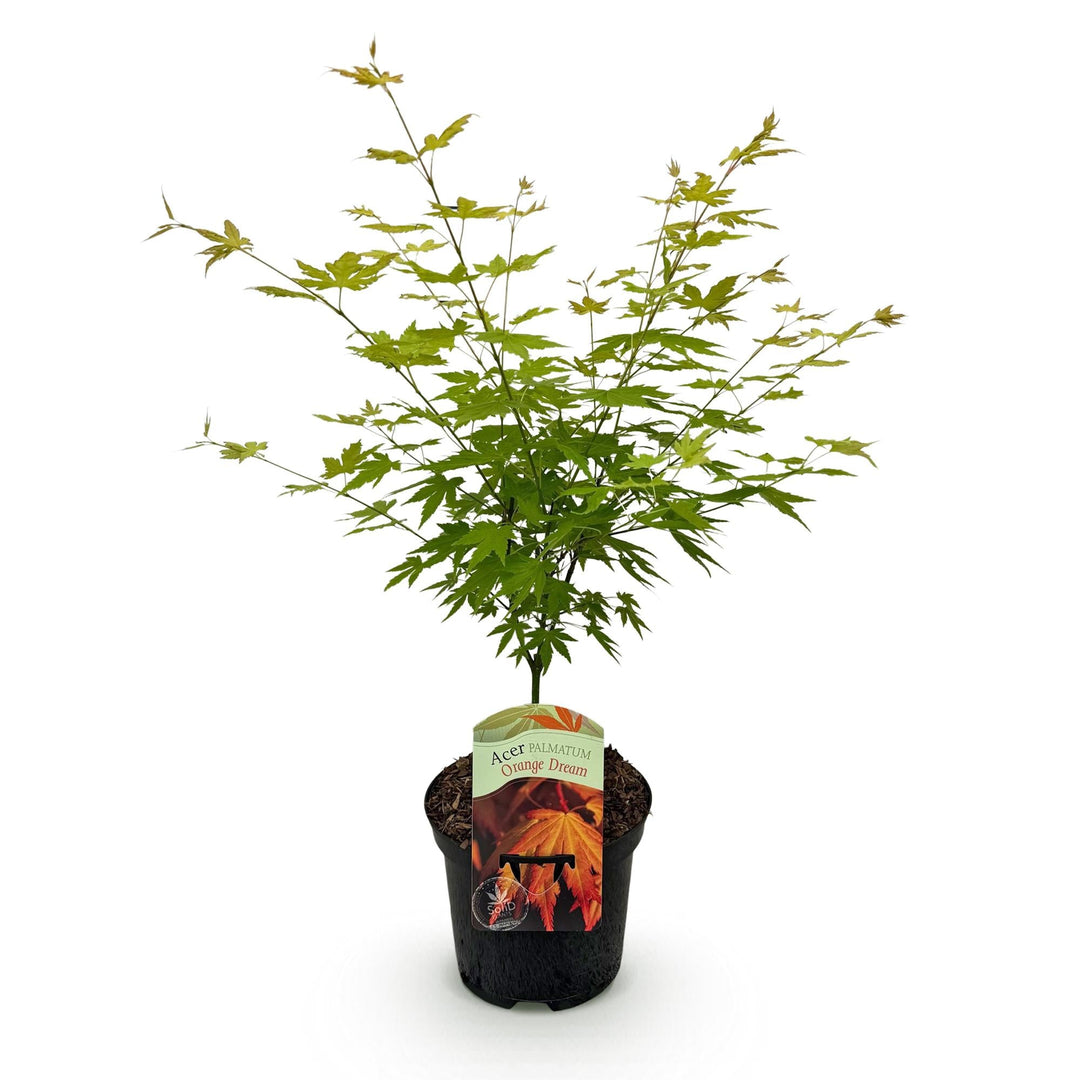 Érable du Japon Orange Dream - Orange - 70cm - Acer Palmatum Extérieur