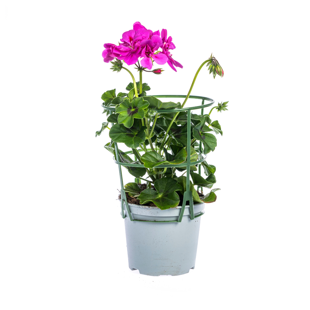 Pelargonium peltatum Violet