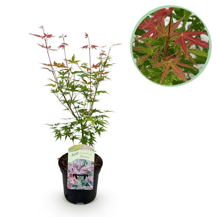 Érable japonais Phoenix - Rose - 70 cm - Dattier | Acheter