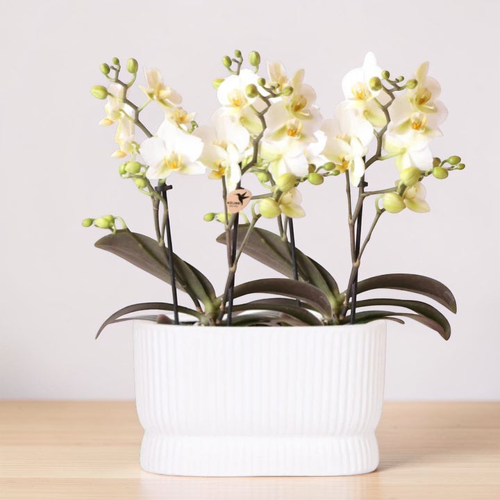 Witte orchideeënset in Luxe Diabolo Twin sierpot - Plantenpot