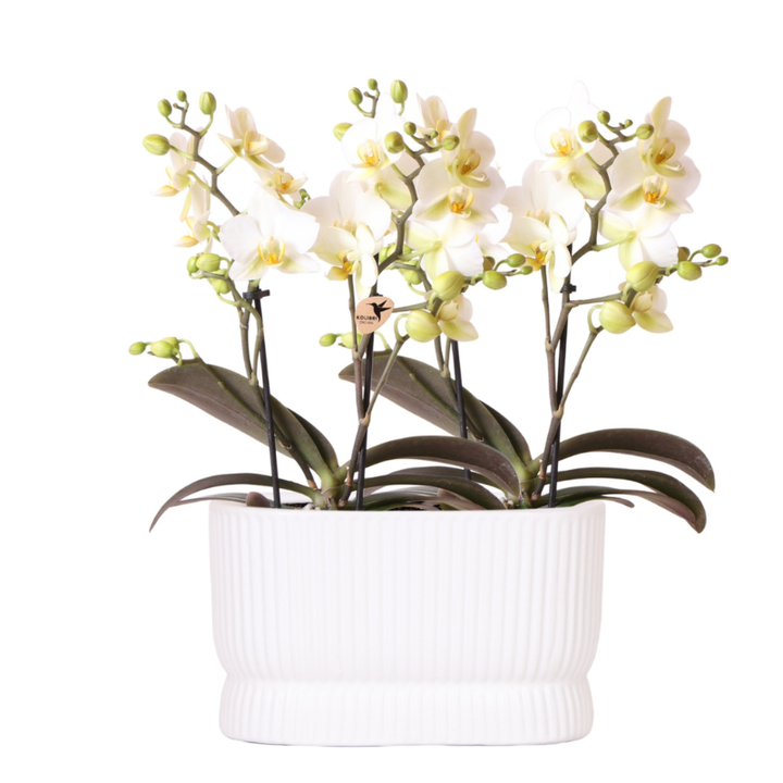 Witte orchideeënset in Luxe Diabolo Twin sierpot - Plantenpot